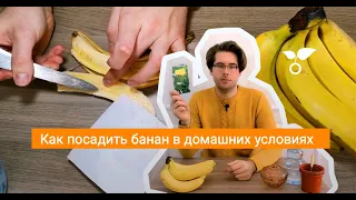 Как посадить банан в домашних условиях