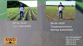 ВНИМАНИЕ!!! Опыт по технологии Cultan 2020 Кукуруза Харьковская обл.!!!