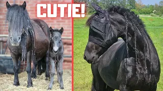 The next day... What are they wearing? | Friesian Horses