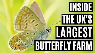 Inside The UK's Largest Butterfly Farm