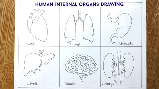 Easy way to draw human internal organs