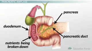 Pancreas  Function, Enzymes & Role in Digestion