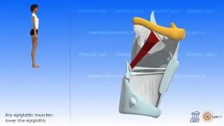 Role of the Muscles of the Larynx