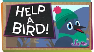 How to Help a Bird! | Animal Science for Kids