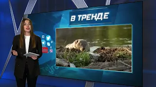 Бобры – новое биологическое оружие Украины | В ТРЕНДЕ