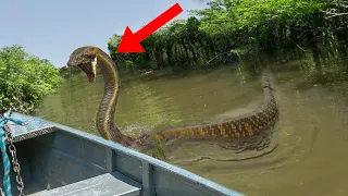 10 Scariest Creatures Found In The Amazon