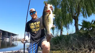 Giant Bass on Beds California Delta