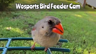 Wosports Bird Feeder Camera May 15, 2024