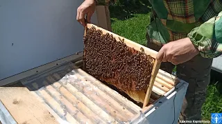 Бджоли для заселення нуклеусів (24.05.21)🐝