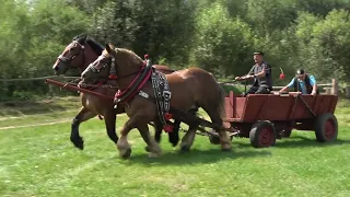 Šargo a Pejo, piate miesto vo furmanskej zručnosti (Brezovica 2021)