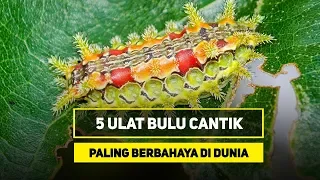 5 Ulat Bulu Cantik yang Paling Berbahaya di Dunia