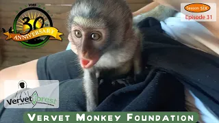 Monkey Rescue: Nils and Mortadelo Find Their Forever Homes! - Episode 31 season 6