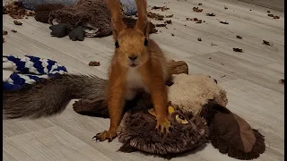 Как выглядит агрессивная белка!? 🤔 Aggressive squirrel