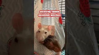 Answering Random Uncommon Questions About My Pet Rats