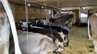 Ueli Hörler züchtet mit Leidenschaft Blüem-Kühe
