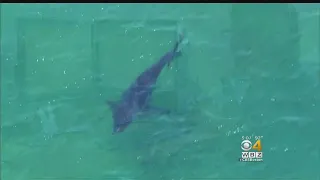 Great White Sharks Seen Off Truro; Beaches Closed