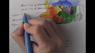 Orbital anatomy: scary or boring? Anatomy can be (almost) fun!