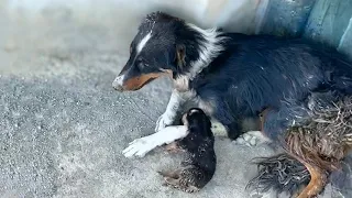 She helplessly watched her puppy fade away, she ran out of milk and got an infection