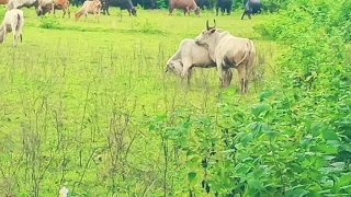 Ox try to ride on cow 🐄 | bull fighting in village | bull meeting | #shorts  #youtubeshorts