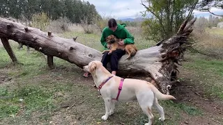 Лабрадор и Ласковый Бездомный Пёсик