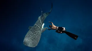 Shark paradise - Maldives, Fuvahmulah