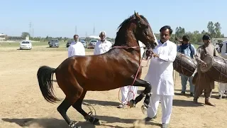 Amazing Horse dance in pakistan 2019 No.5