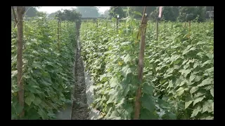 Cucumber / Pipino Growing. The secret money earner.