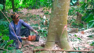 Penebangan pohon Albasia atau sengon besar dengan gergaji mesin mini 381