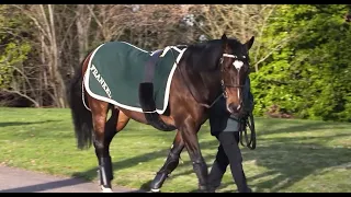 Juddmonte Farms - Behind The Scenes with Frankel and Kingman