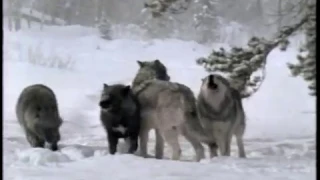 Camera - Wolves - New Age Wolf