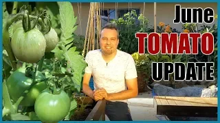 June Tomato Garden Update // Grow Lots of Tomatoes... Not Leaves