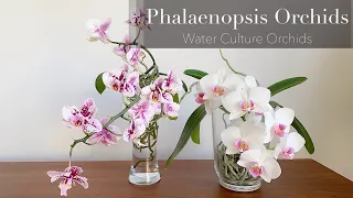 Phalaenopsis Orchids in Water Culture 水培兰花