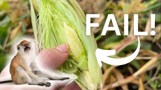 Shocking Corn harvest FAILURE!