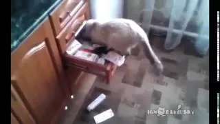 Кот ищет валерьянку /Cat looking for Catnip