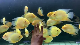 Kim thơm vàng ( gold severum): một sớm mai nhẹ nhàng