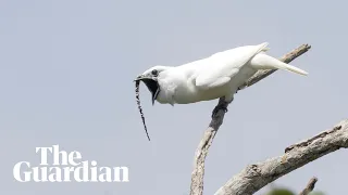 White bellbird: listen to the world's loudest bird call