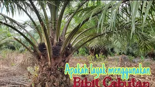 Bibit Kelapa sawit Cabutan (abal abal) Apakah bagus ???