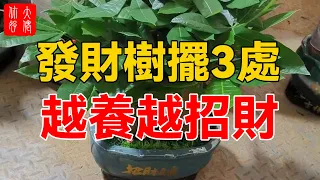 發財樹擺3處，越養越招財，99%都不知道！#大佬你好啊