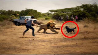 Animal HEROES Caught On Camera