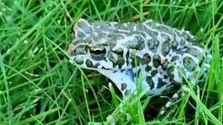 🐸 Лягушонок Чвяк играет в догонялки. Ква-ква-ква! #ква #жаба #дети