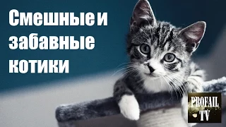 Смешные коты!!!Прикольные, ржачные,веселые коты,кошки ,котята (Funny cats) №1 PROFAIL TV