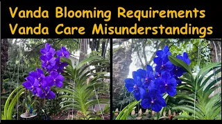 4 important tips to make Vanda orchids bloom | Vanda orchids care | Gorgeous Vanda orchids