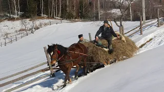 HOW HUTSULS IN THE CARPATHIANS CARRIED HAY FROM THE MOUNTAINS WITH HORSES 2023