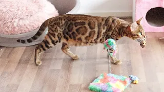Mother cat Catches Prey and Brings it to her Kittens