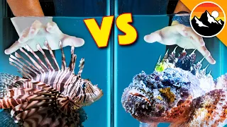 STUNG Twice - Scorpion Fish vs Lionfish!