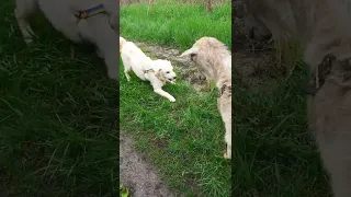 Коза та собака - давай дружити! Goat and dog - let's be friends! #собака #коза #goat #dog