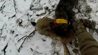 "Степашке не повезло". Охота с таксами на зайца. Жесткошерстные таксы.