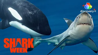 Killer Whales Overtaking Great White Territory | Shark Women: Ghosted by Great Whites | discovery+