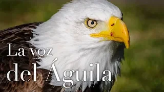 La voz del águila.