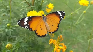 Video of Beautiful Field Flowers/Relaxing sound